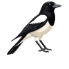 Magpies Magpie