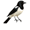 Magpies Magpie