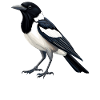 Magpies Magpie