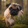Mops/Mops in der Waldnatur