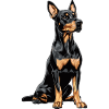 Doberman