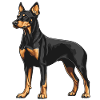 Dobermann