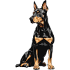 Doberman Portrait