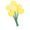 Fleurs jaunes - pissenlit