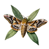 Oleander Sphinx and Botanical Foliage