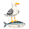Möwe auf Forelle Cartoon