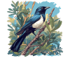 Magpies Magpie