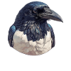 Magpies Magpie
