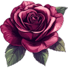 Dark Rose Blossom Illustration