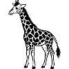 Girafes