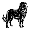 Hovawart Dog