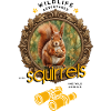 Squirrel Binoculars Adventure Wild Animals