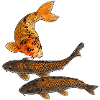 Koi Fisch im Teich