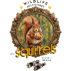 Squirrel Rodent Animal Motif Adventure