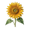 Sunflower Botanical Engraving
