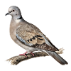 Turtledove naturalist illustration