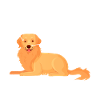Golden Retriever Dog Anatomy