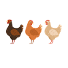 Poule qui parle