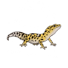 Leopard Gecko Lizard Reptile Anatomy