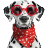 Chien dalmatien à lunettes