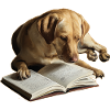 Hund liest Buch Labrador Retriever