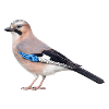 Realistic jay