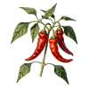 Botanical red peppers
