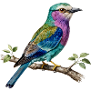 Long-stranded roller – naturalistic engraving