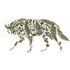 Botanique du loup