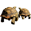 Duo turtles in the evening light