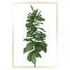 Green plant in gold frame