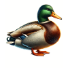 mallard