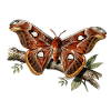 Attacus moth