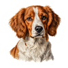 Brittany Spaniel — Naturkundler-Porträt