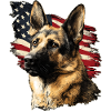 German Shepherd USA