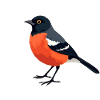 Oiseau Bullfinch