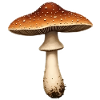 Pilz