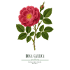 Rose Gallica Botanical Print
