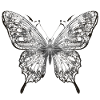 Midnight Silver Butterfly