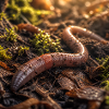 Earthworm woodland