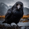 Dark crow at wetland