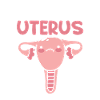 Ovarian Hysterectomy Uterus Uterus