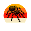 Team Gooty Sapphire Tarantula