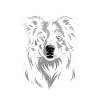 Boder Collie