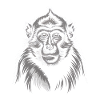 Singe Gris