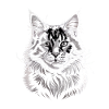 Maine Coon