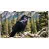 Wild Raven Black Crow Bird Wilderness