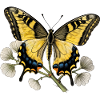 Swallowtail Butterfly - Engraving Drawing
