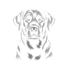 Labrador
