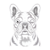 French Bulldog Frenchie